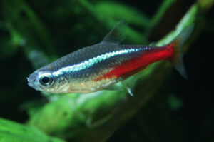 best beginner fish neon tetra