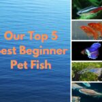 top 5 best beginner pet fish species