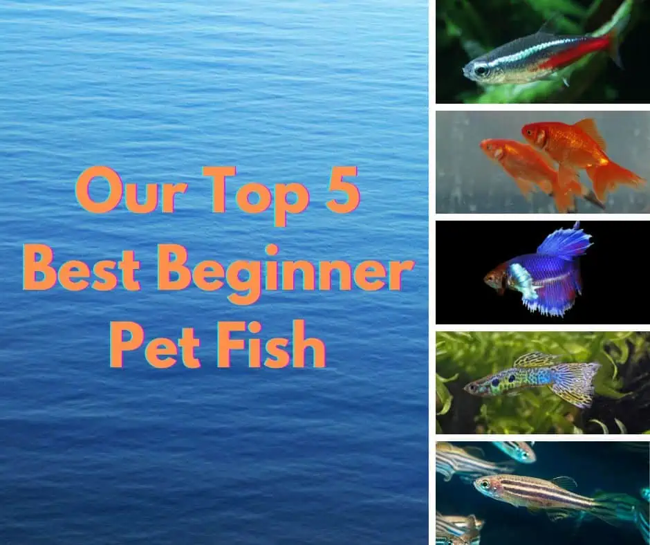 top 5 best beginner pet fish species