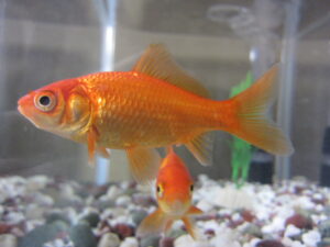 best beginner fish goldfish