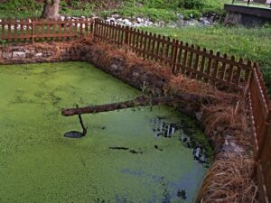 high algae phosphate in fish ponds