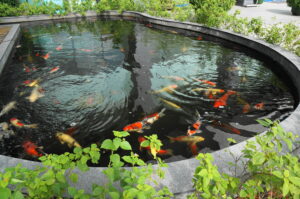 a koi pond with many fish swimming in it affected by koi sleepy disease.