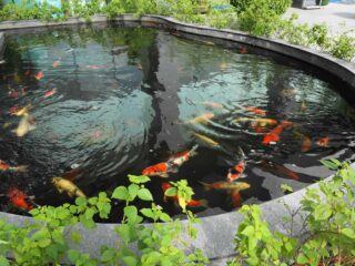 a koi pond with many fish swimming in it affected by koi sleepy disease.