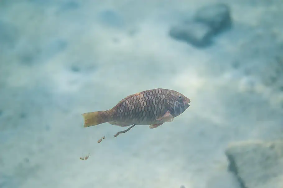 A small fish swimming near rocks.