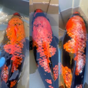 Stress in fish can be caused by treatments such as this fish with progressive cryotherapy treatments.