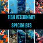 Fish veterinary specialists, also known as fish vets or aquatic veterinarians, are highly trained professionals who specialize in providing medical care and expertise specifically for fish. These experts possess extensive knowledge and experience in diagnosing