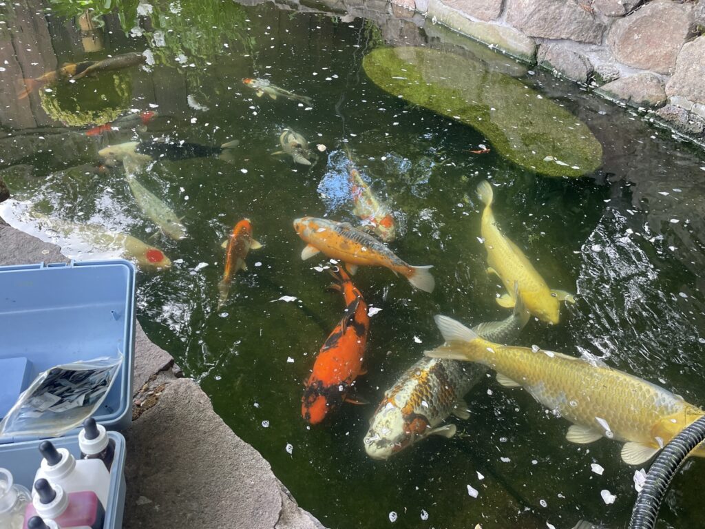 A koi pond with several fish in it, featuring a koi pond heater for optimal temperature control.