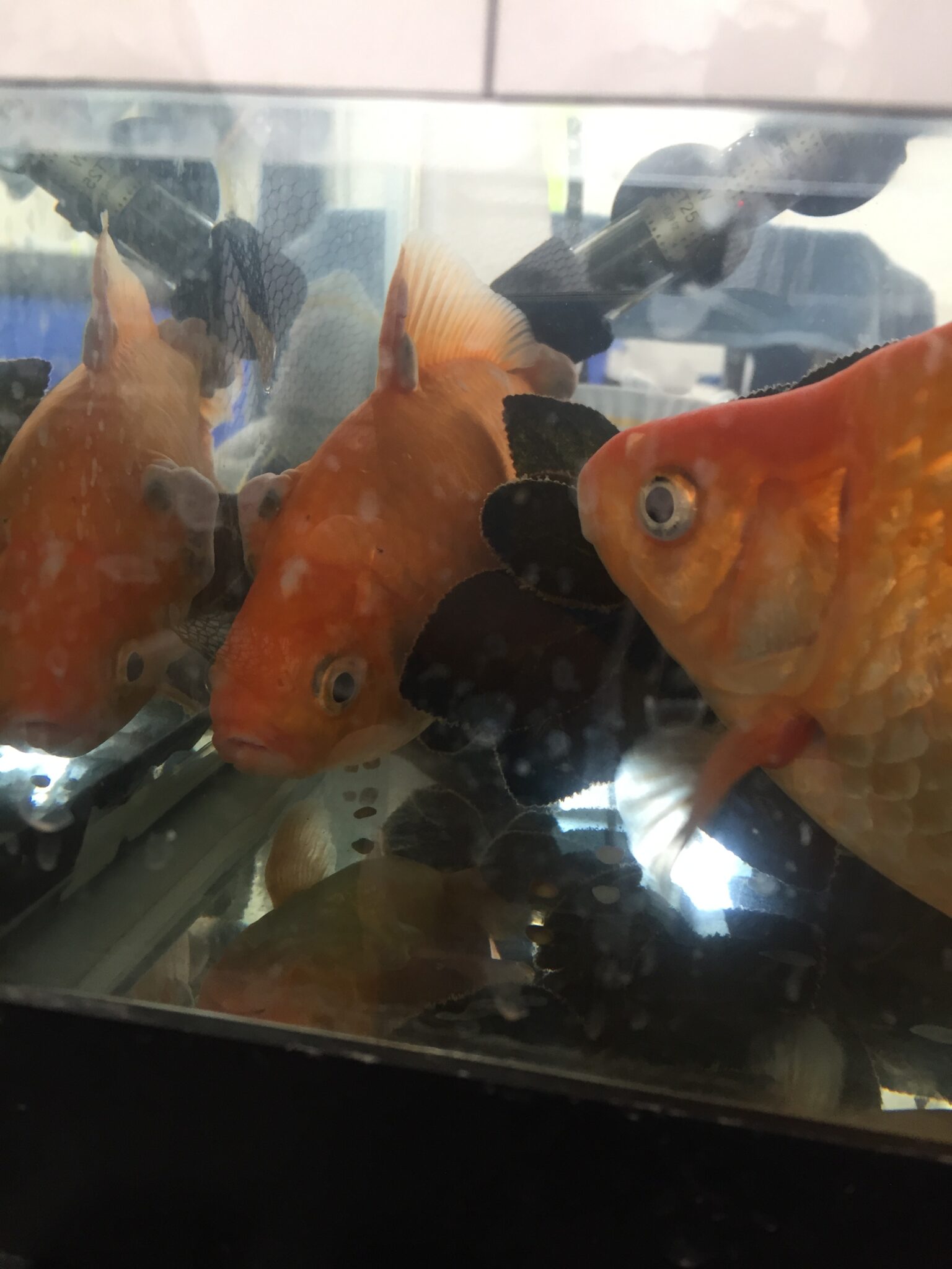 Causes of Bumps on Goldfish Identifying Worrisome Bumps Fish Vet