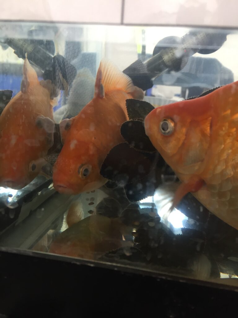 A group of goldfish with white spots on their bodies swimming in an aquarium. Bumps on goldfish on left