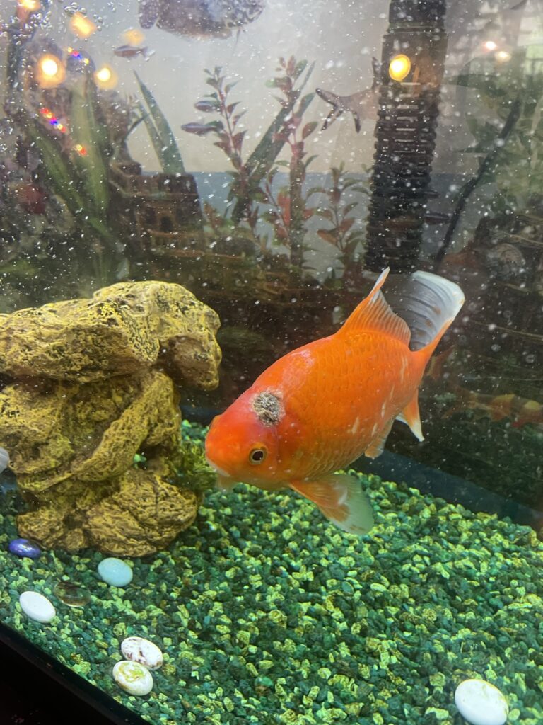 A goldfish in an aquarium with rocks and gravel, showcasing the vibrant colors and peaceful swimming of this aquatic pet.