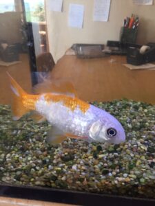 A goldfish gracefully swimming in a tank with colorful gravel. how long do goldfish live