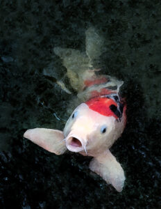 A koi fish swimming in a pond with barbels.