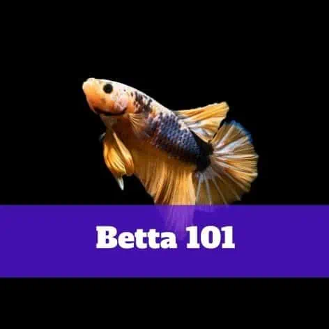 Betta 101 betta 101 betta 101 betta 101 betta 101 betta 101 betta 101 bett.