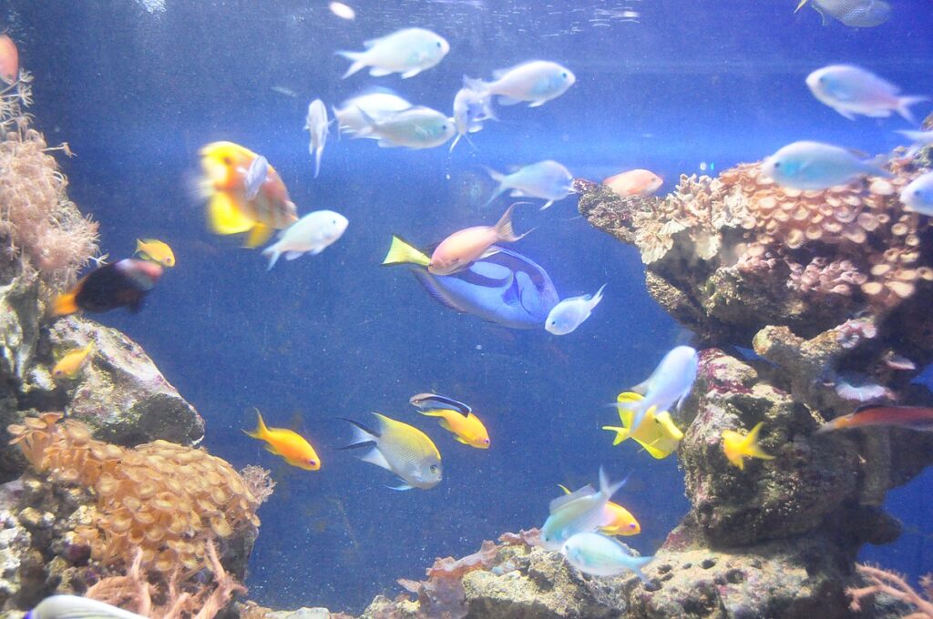A fish tank with a lot of fish in it, appearing cloudy.