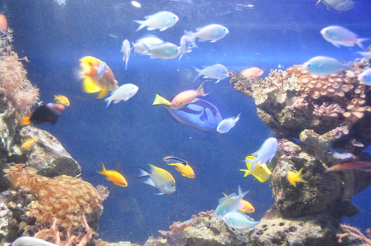 Cloud fish. Blue Reef Aquarium Newquay. Голубой Reef. Аквариум с синим фоном. Золото на голубом аквариум.