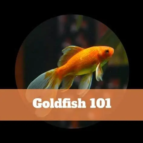 A goldfish in an orange circle with the words goldfish 101.