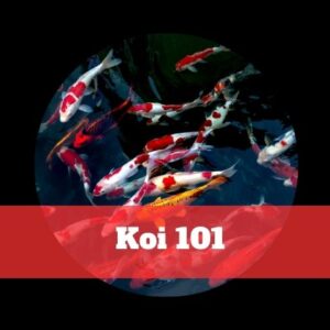 Koi 101 koi 101 koi 101 koi 101 koi 101 koi 101.