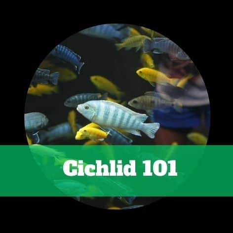 A green circle with the words gichid 101.