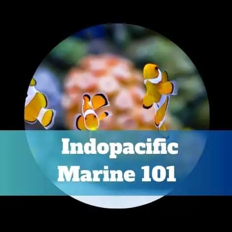 Indopacific marine 101.