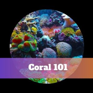 Coral 101 - screenshot.