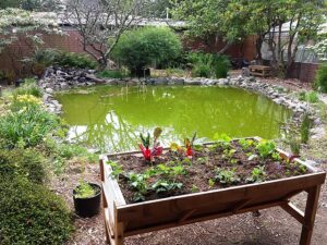 A green koi pond in a garden.