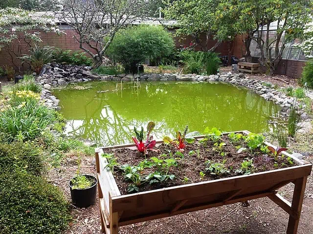 A green koi pond in a garden. Koi pond is green