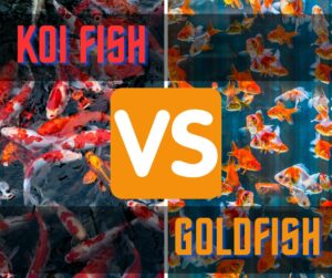 Koi fish vs goldfish.