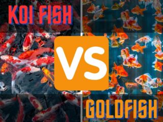 Koi fish versus goldfish.