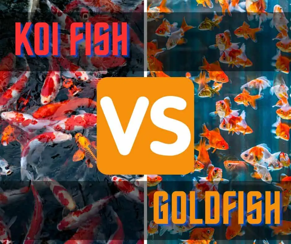 Koi fish versus goldfish.