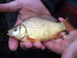 A person carefully cradling a small crucian carp in their hands.