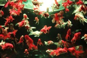 red and white fish in tank how often to feed goldfish