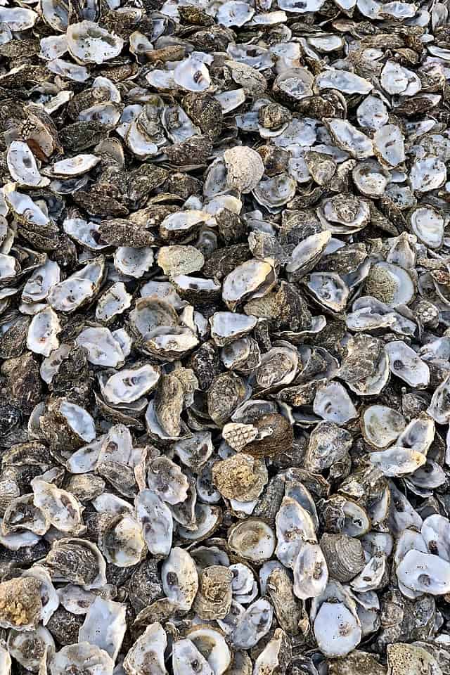 A pile of oyster shells on the ground, used to regulate fish tank pH.