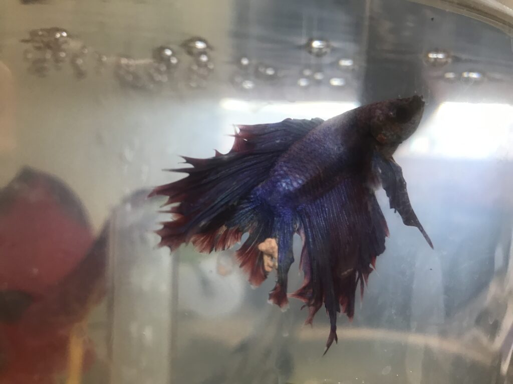 Betta Fish White Patch: Effective Treatment for Pigment Cell Tumor
