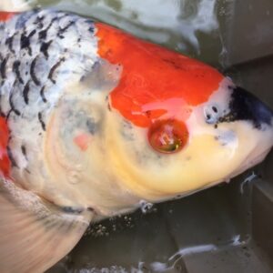An orange and white koi fish with chromatophoroma pigment cell tumor over eye