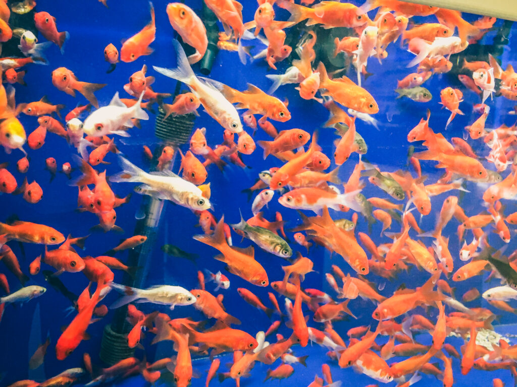 Overcrowded fish tank ammonia toxicity in fish