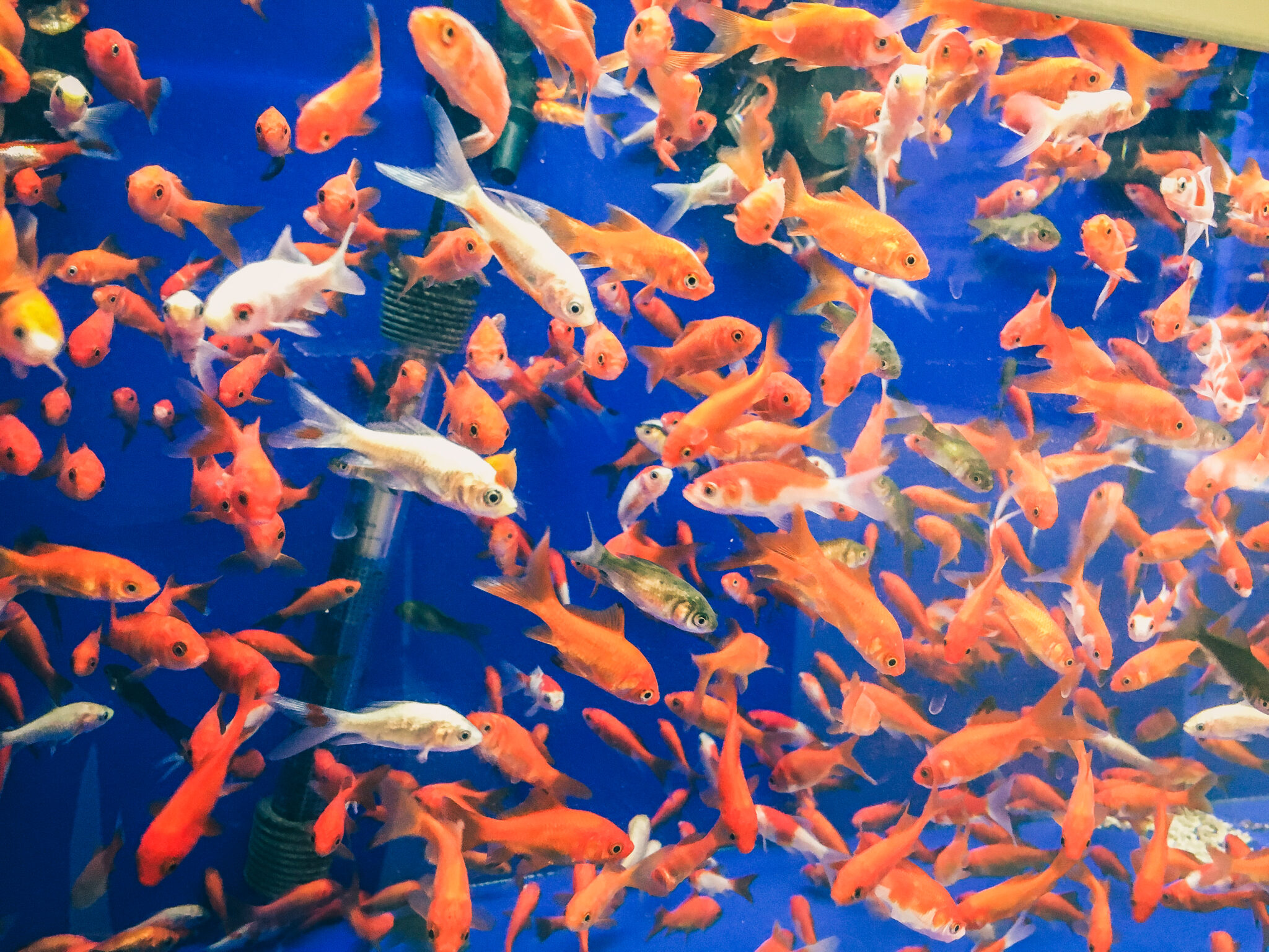 Aquatic Veterinary Services Fish Vet, California