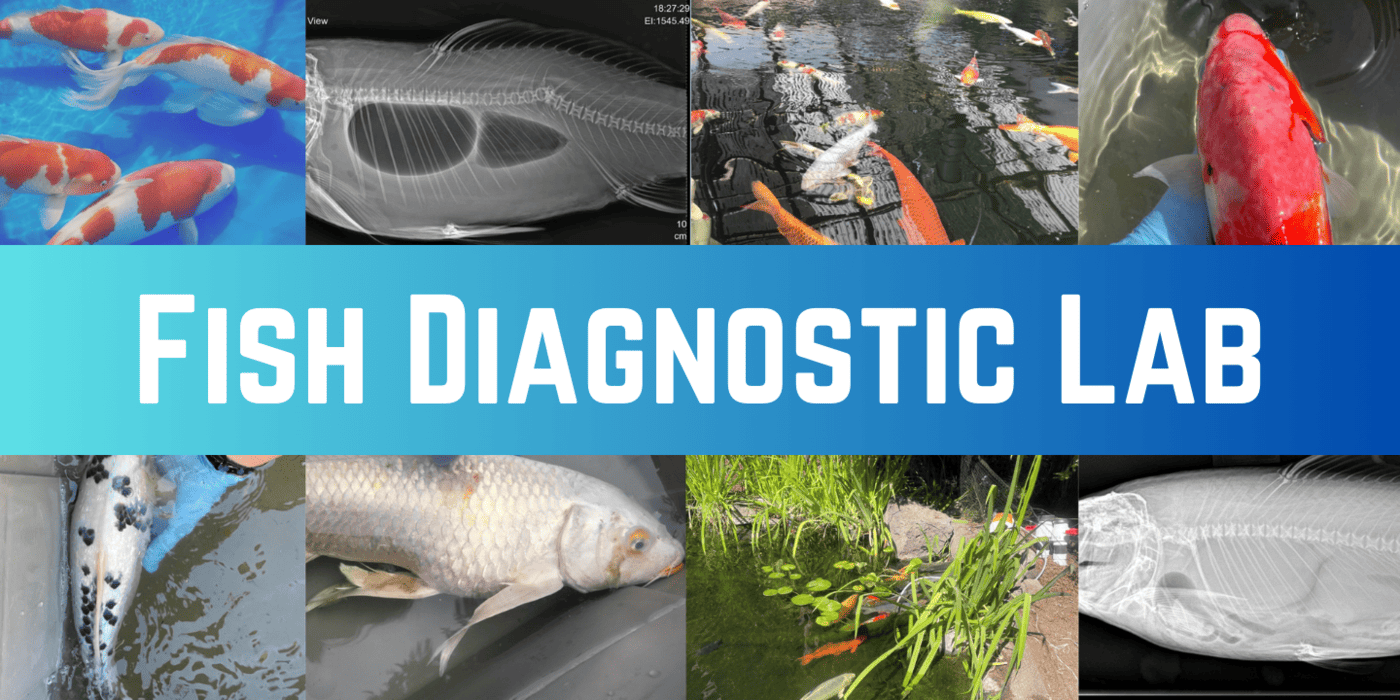 Fish diagnostic lab - fish diagnostic lab - fish diagnostic lab - fish diagnostic lab - fish diagnostic lab - fish diagnostic lab -.