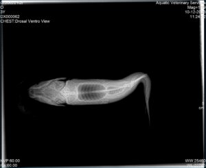 sick fish with spinal disorder on radiographs