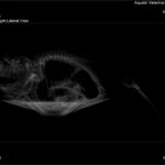 X-ray image of a sick fish displaying a lateral view. Details on the top right indicate it's from an aquatic veterinary service dated 04-03-2024. Scale bar on the right measures 3 cm.