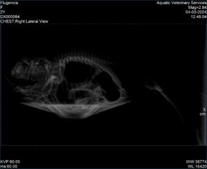 sick fish with buoyancy disorder requiring radiographs