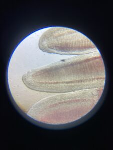 Microscope fish gill disease