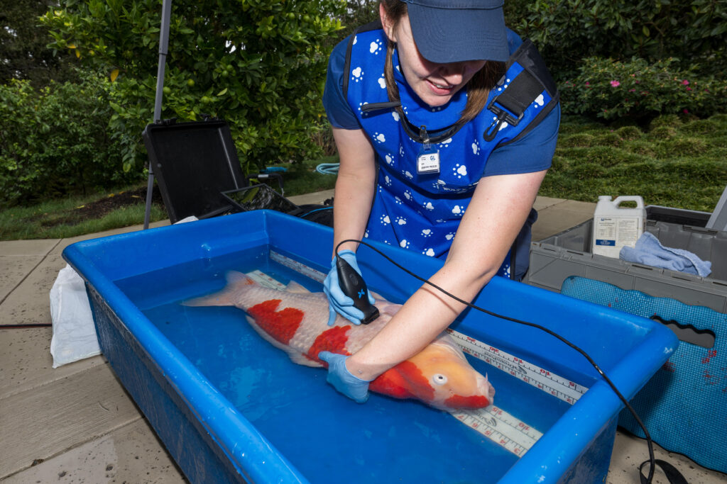 An aquatic veterinarian wearing a blue uniform tends to a large koi fish in a blue tub, measuring it with a ruler. Various equipment and supplies are visible nearby.