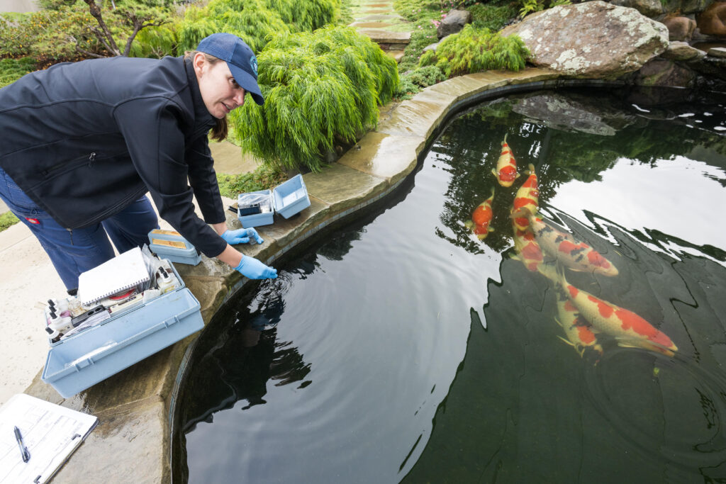 A person in a blue hat and jacket collects a water sample from a pond with large koi fish, using a test kit placed on the ground nearby.