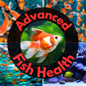 Collage of various colorful fish with the text "Advanced Fish Health" overlaid in a circular design.