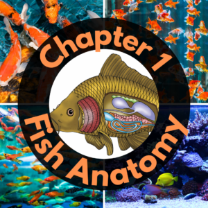 Illustration of fish anatomy centered in a circular design, surrounded by various fish in vibrant aquariums. Text reads "Chapter 1 Fish Anatomy.