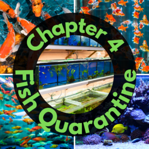 Collage of various fish in tanks with text "Chapter 4 Fish Quarantine" overlaid on the image.