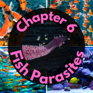 Collage of colorful fish with a foreground text reading "Chapter 6 Fish Parasites" over an image of a marine parasite.