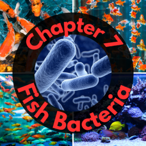 Collage featuring fish images and a magnified view of bacteria, with text overlay "Chapter 7 Fish Bacteria.