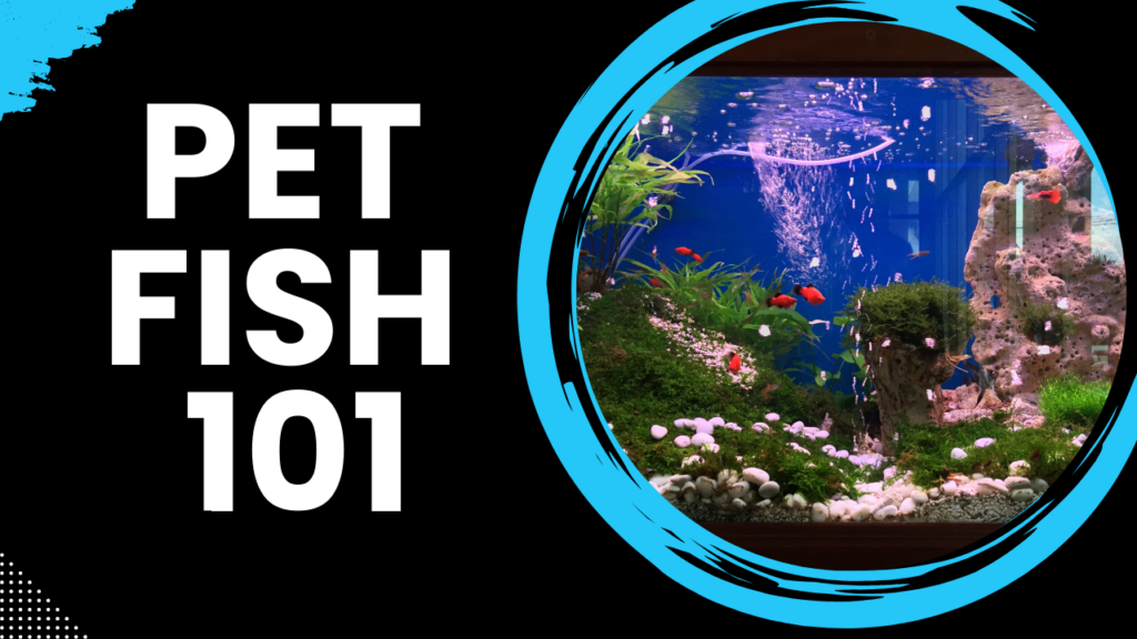 Aquarium with plants, rocks, and colorful fish. Text on left reads "Pet Fish 101" in bold lettering.