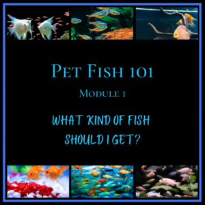 Collage titled "Pet Fish 101 Module 1" with various images of colorful pet fish, including angelfish, goldfish, and others.